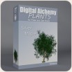Digital Alchemy: Silver Maple