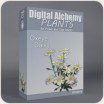 Digital Alchemy:  Oxeye Daisies