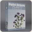 Digital Alchemy:  Dames Rocket