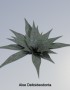 Digital Alchemy: Aloe Deltoideodonta Image